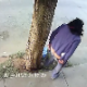 Most cute Internet videos try to humanize animals. This one does not. A Mexican woman takes a shit in a public place, recorded by a security camera, and dogs quickly close in on the fresh turd for lunch. Funny public exposure clip.